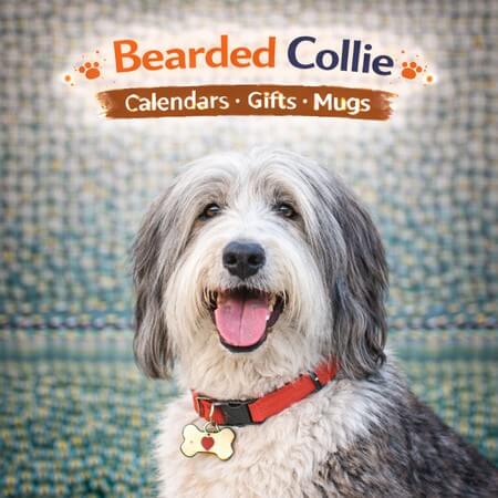Bearded Collie Store