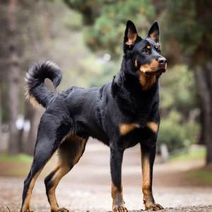 Beauceron Calendars
