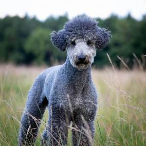 Bedlington Terrier Calendars