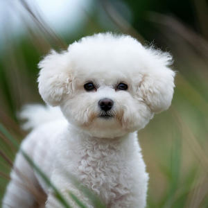 Bichon Frise Calendars