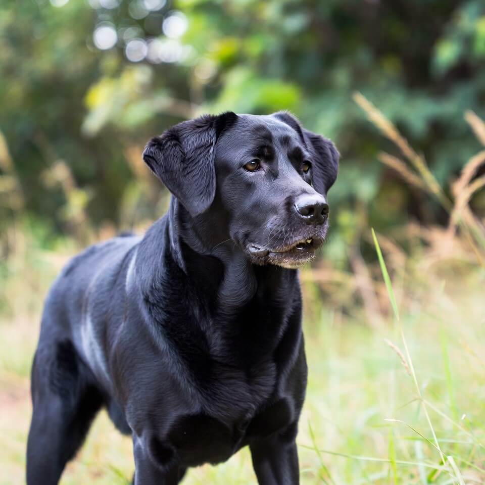 Black Labrador Retriever Calendars