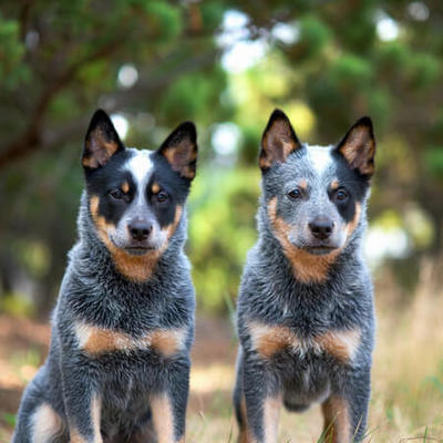 Blue Heelers Calendars