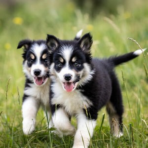 Border Collie Puppies Calendars