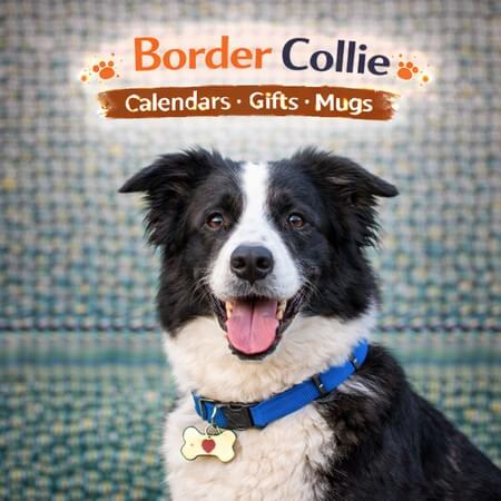 Shop Border Collie