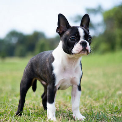 Boston Terrier Calendars
