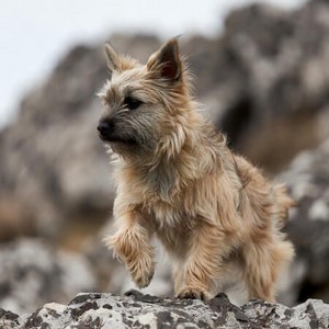 Cairn Terrier Calendars