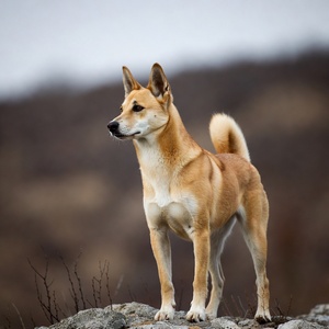 Canaan Dog Calendars