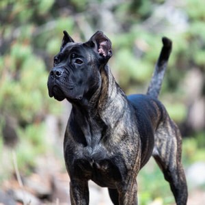 Cane Corso Calendars