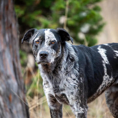 Catahoula Leopard Dog Calendars