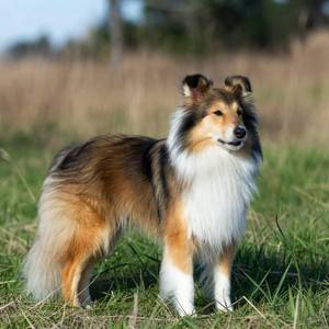 Collie Calendars