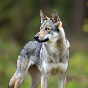 Czechoslovakian Wolfdog Calendars