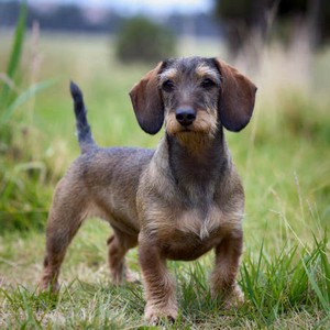 Wirehaired Dachshund Calendars