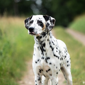 Dalmatian Calendars
