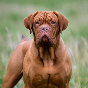 Dogue de Bordeaux Calendars