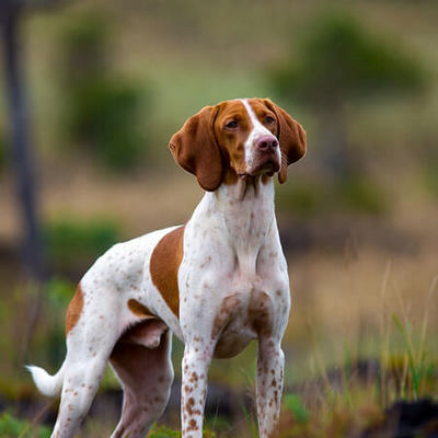 English Pointer Calendars
