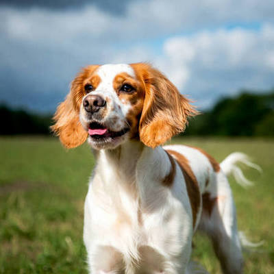 English Springer Spaniel Calendars