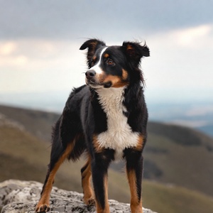 Entlebucher Mountain Dog Store