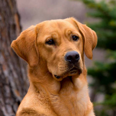 Fox Red Labrador Retriever Calendars