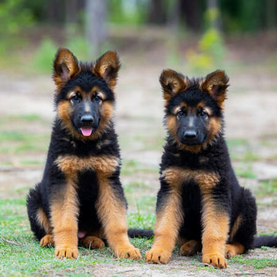 German Shepherd Puppies Calendars