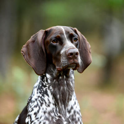 German Shorthaired Pointer Calendars