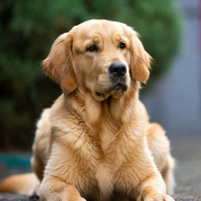 Golden Retriever Calendars