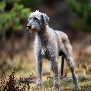 Irish Wolfhound Calendars