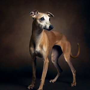 Italian Greyhound Calendars