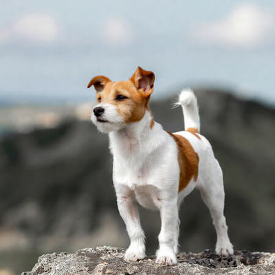 Jack Russell Terrier Calendars