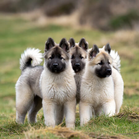 Keeshonden Puppy Calendars