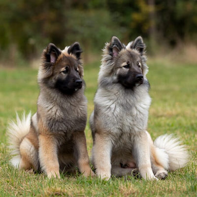 Keeshonden Calendars