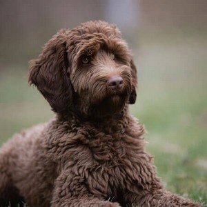 Labradoodle Calendars