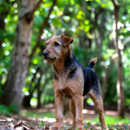 Lakeland Terrier Calendars