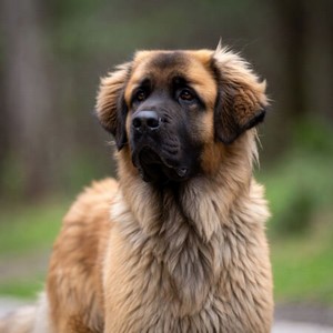 Leonberger Calendars