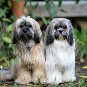 Lhasa Apso Calendars