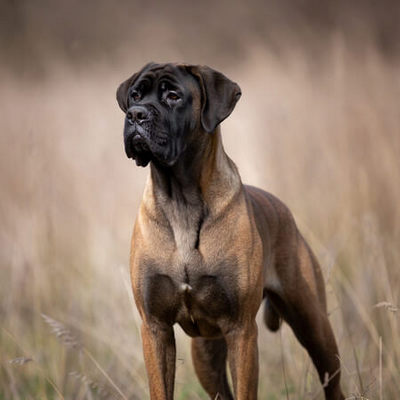 Mastiff Calendars