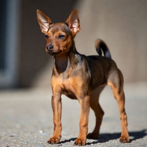Miniature Pinscher Calendars