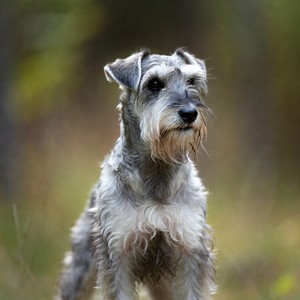 Miniature Schnauzer Calendars