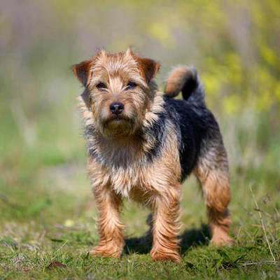 Norfolk Terrier Calendars