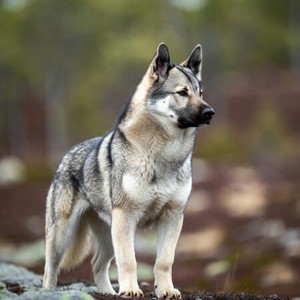 Norwegian Elkhound Calendars