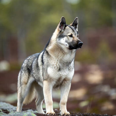 Norwegian Elkhound Calendars