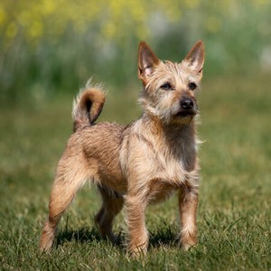 Norwich Terrier Calendars