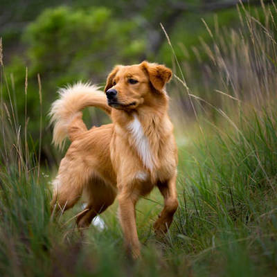 Nova Scotia Duck Tolling Retriever Calendars
