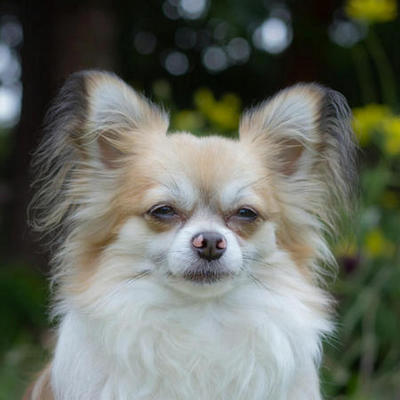 Papillon Calendars