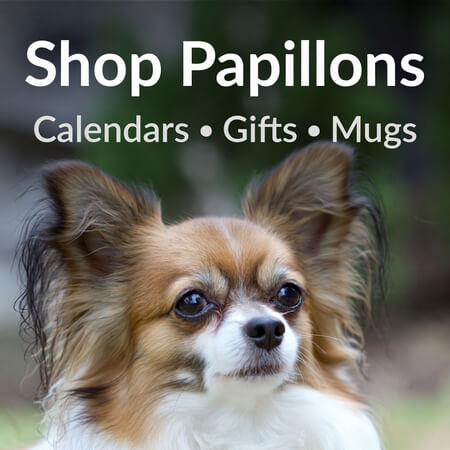 Papillon Store