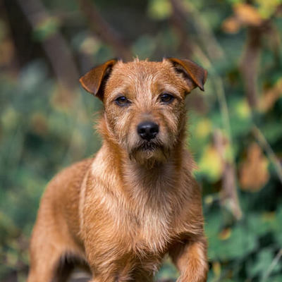 Patterdale Terrier Calendars