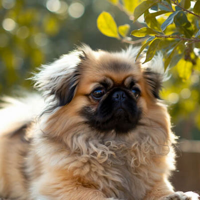 Pekingese Calendars