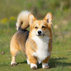 Pembroke Welsh Corgi Calendars