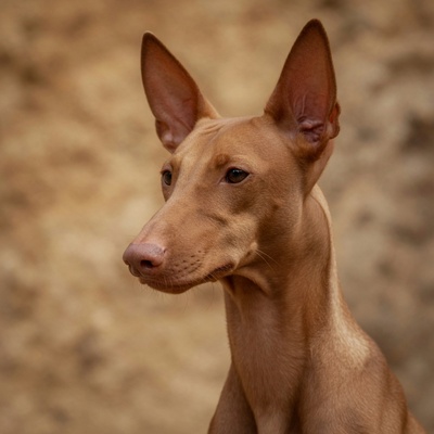 Pharaoh Hound Calendars