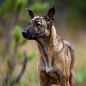Plott Hound Calendars