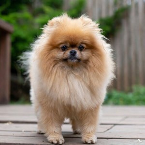 Pomeranian Calendars